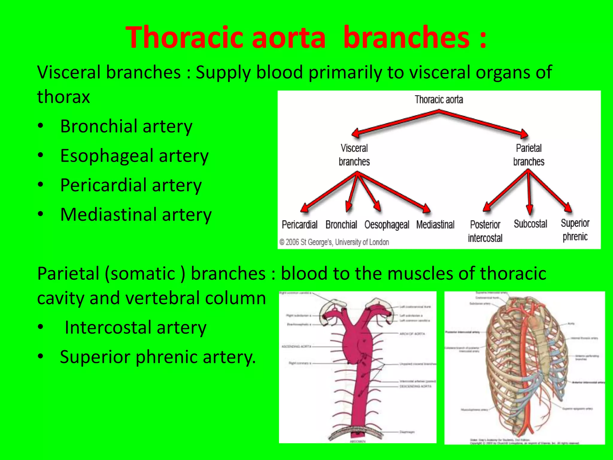 Vascular Shape Vascular structure thorax and abdomen. Almas khan Khorfakkhan hospital ...