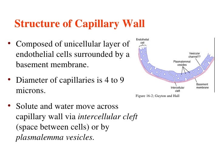 Vascular Sys Student Notes