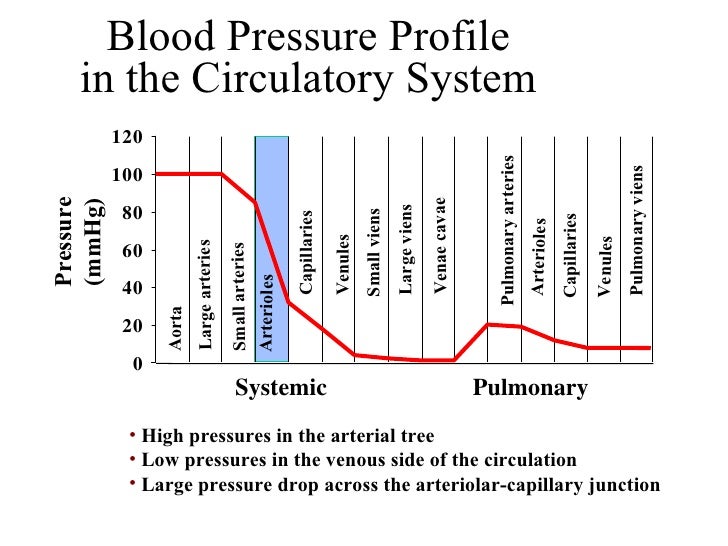 Vascular Sys Student Notes