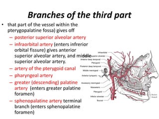 Vascular System In The Head And Neck PPTX vascular-system-in-the-head-and-neck-pptx