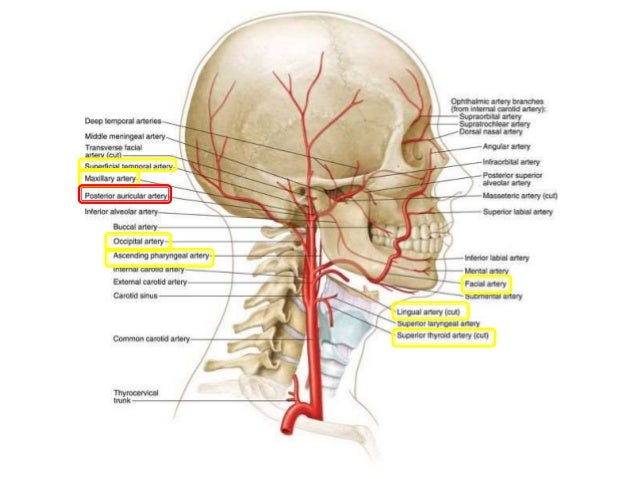 Vascular system in the head and neck