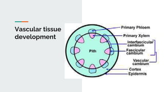 Vascular tissue
development
 