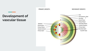 Development of
vascular tissue
 