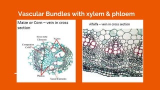 Vascular Bundles with xylem & phloem
 