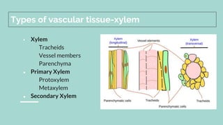 Types of vascular tissue-xylem
 Xylem
Tracheids
Vessel members
Parenchyma
● Primary Xylem
Protoxylem
Metaxylem
● Secondary Xylem
 