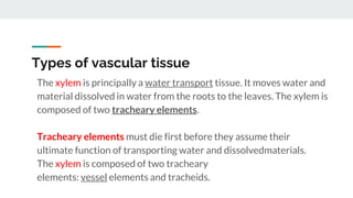 Types of vascular tissue
The xylem is principally a water transport tissue. It moves water and
material dissolved in water from the roots to the leaves. The xylem is
composed of two tracheary elements.
Tracheary elements must die first before they assume their
ultimate function of transporting water and dissolvedmaterials.
The xylem is composed of two tracheary
elements: vessel elements and tracheids.
 