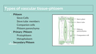 Types of vascular tissue-phloem
 Phloem
Sieve Cells
Sieve tube members
Companion cells
Phloem parenchyma
● Primary Phloem
Protophloem
Metapholoem
● Secondary Phloem
 