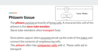 Phloem tissue
The phloem consists primarily of living cells. A characteristic cell of the
phloem is the sieve tube member.
Sieve tube members often transport food.
Sieve plates appear when enzymes break up the ends of the tubes and
connect the contents of neighbouring cells.
The phloem often has companion cells with it. These cells aid in
transport.
 