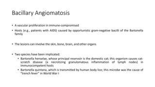 Bacillary Angiomatosis
• A vascular proliferation in immune-compromised
• Hosts (e.g., patients with AIDS) caused by opportunistic gram-negative bacilli of the Bartonella
family
• The lesions can involve the skin, bone, brain, and other organs
• Two species have been implicated:
• Bartonella henselae, whose principal reservoir is the domestic cat; this organism causes cat-
scratch disease (a necrotizing granulomatous inflammation of lymph nodes) in
immunocompetent hosts
• Bartonella quintana, which is transmitted by human body lice; this microbe was the cause of
“trench fever” in World War I
 
