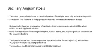 Bacillary Angiomatosis
• They most commonly are found in the distal portion of the digits, especially under the fingernails
• Skin lesions take the form of red papules and nodules, rounded subcutaneous masses
• Histologically, there is a proliferation of capillaries lined by prominent epithelioid ECs, which
exhibit nuclear atypia and mitoses
• Other features include infiltrating neutrophils, nuclear debris, and purplish granular collections of
the causative bacteria
• The bacteria induce host tissues to produce hypoxiainducible factor-1a (HIF-1a), which drives
VEGF production and vascular proliferation
• The infections (and lesions) are cured by antibiotic treatment
 