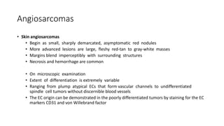 Angiosarcomas
• Skin angiosarcomas
• Begin as small, sharply demarcated, asymptomatic red nodules
• More advanced lesions are large, fleshy red-tan to gray-white masses
• Margins blend imperceptibly with surrounding structures
• Necrosis and hemorrhage are common
• On microscopic examination
• Extent of differentiation is extremely variable
• Ranging from plump atypical ECs that form vascular channels to undifferentiated
spindle cell tumors without discernible blood vessels
• The EC origin can be demonstrated in the poorly differentiated tumors by staining for the EC
markers CD31 and von Willebrand factor
 