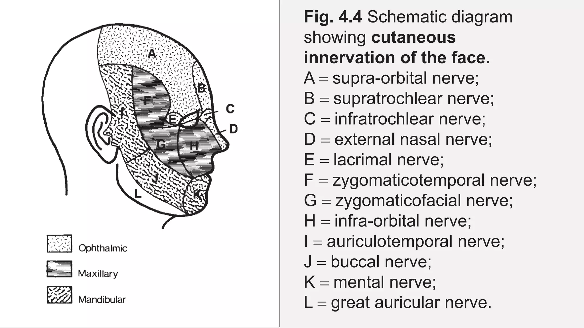 Vasculature and lymphatic drainage of Oral Cavity.pptx