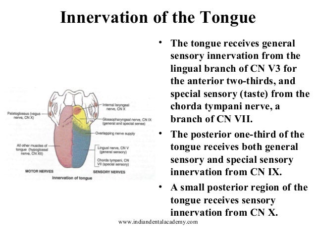 Vasculature & innervation of the palate/endodontic courses