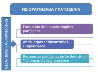 FISIOPATOLOGIA Y PATOGENIA
Formación de inmunocomplejos
patógenos.
Anticuerpos antineutrofilos
citoplasmisco.
Respuestas patógenas de los linfocitos
T y formación de granulomas
MECANISMOSINMUNOPATOGENOS
 