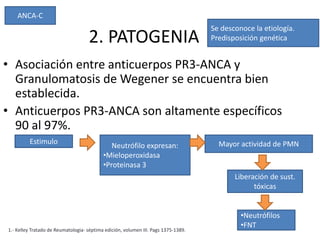 2. PATOGENIA
• Asociación entre anticuerpos PR3-ANCA y
Granulomatosis de Wegener se encuentra bien
establecida.
• Anticuerpos PR3-ANCA son altamente específicos
90 al 97%.
Se desconoce la etiología.
Predisposición genética
ANCA-C
1.- Kelley Tratado de Reumatologia- séptima edición, volumen III. Pags 1375-1389.
Estimulo
Neutrófilo expresan:
•Mieloperoxidasa
•Proteinasa 3
Mayor actividad de PMN
Liberación de sust.
tóxicas
•Neutrófilos
•FNT
 
