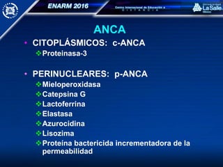 ANCA
• CITOPLÁSMICOS: c-ANCA
Proteinasa-3
• PERINUCLEARES: p-ANCA
Mieloperoxidasa
Catepsina G
Lactoferrina
Elastasa
Azurocidina
Lisozima
Proteína bactericida incrementadora de la
permeabilidad
 
