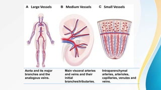 Aorta and its major
branches and the
analogous veins.
Main visceral arteries
and veins and their
initial
branches/tributaries.
Intraparenchymal
arteries, arterioles,
capillaries, venules and
veins.
 