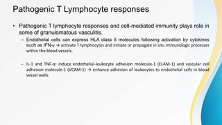 Pathogenic T Lymphocyte responses
• Pathogenic T lymphocyte responses and cell-mediated immunity plays role in
some of granulomatous vasculitis.
– Endothelial cells can express HLA class II molecules following activation by cytokines
such as IFN-γ → activate T lymphocytes and initiate or propagate in situ immunologic processes
within the blood vessels.
– IL-1 and TNF-α: induce endothelial-leukocyte adhesion molecule-1 (ELAM-1) and vascular cell
adhesion molecule-1 (VCAM-1) → enhance adhesion of leukocytes to endothelial cells in blood
vessel walls.
 