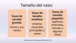 Vasos de
tamaño
grande:
Aorta y sus
ramas
Vasos de
tamaño
mediano:
Arterias
viscerales
principales y
venas
Vasos de
tamaño
pequeño:
capilares,
arteriolas,
vénulas y
algunas
venas
Tamaño del vaso:
Best Pract Res Clin Rheumatol. 2018;32(1):3-20.
 