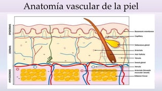Anatomía vascular de la piel
 