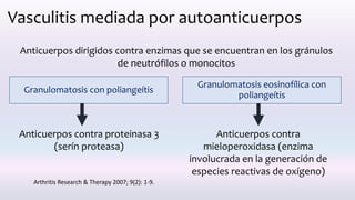 Vasculitis mediada por autoanticuerpos
Anticuerpos dirigidos contra enzimas que se encuentran en los gránulos
de neutrófilos o monocitos
Granulomatosis con poliangeítis
Granulomatosis eosinofílica con
poliangeítis
Anticuerpos contra proteinasa 3
(serín proteasa)
Anticuerpos contra
mieloperoxidasa (enzima
involucrada en la generación de
especies reactivas de oxígeno)
Arthritis Research & Therapy 2007; 9(2): 1-9.
 
