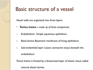 Basic structure of a vessel
Vessel walls are organized into three layers:
 Tunica Intima – made up of three components:
1. Endothelium: Simple squamous epithelium.
2. Basal lamina: Basement membrane of lining epithelium.
3. Sub-endothelial layer: Loose connective tissue beneath the
endothelium
Tunica Intima is limited by a fenestrated layer of elastic tissue called
internal elastic lamina.
 