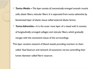  Tunica Media – This layer consists of concentrically arranged smooth muscle
cells, elastic fibers, reticular fibers. It is separated from tunica adventitia by
fenestrated layer of elastic tissue called external elastic lamina.
 Tunica Adventitia – It is the outer most layer of a vessel wall. It consists
of longitudinally arranged collagen and reticular fibers, which gradually
merges with the connective tissue of the surroundings.
This layer contains network of blood vessels providing nutrition to them
called VasaVasorum and network of autonomic nerves controlling their
lumen diameter called Nervi vasorum.
 