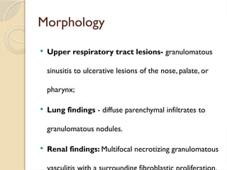 Morphology
 Upper respiratory tract lesions- granulomatous
sinusitis to ulcerative lesions of the nose, palate, or
pharynx;
 Lung findings - diffuse parenchymal infiltrates to
granulomatous nodules.
 Renal findings: Multifocal necrotizing granulomatous
 