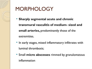MORPHOLOGY
 Sharply segmental acute and chronic
transmural vasculitis of medium- sized and
small arteries, predominantly those of the
extremities.
 In early stages, mixed inflammatory infiltrates with
luminal thrombosis;
 Small micro abscesses rimmed by granulomatous
inflammation
 