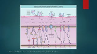 Merkel P, Mahr A. Section 11. The vasculitides. Rheumatology, Marck Hochberg, 5th edition.
 