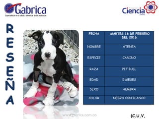 FECHA MARTES 16 DE FEBRERO
DEL 2016
NOMBRE ATENEA
ESPECIE CANINO
RAZA PIT BULL
EDAD 5 MESES
SEXO HEMBRA
COLOR NEGRO CON BLANCO
(C.U.V,
 