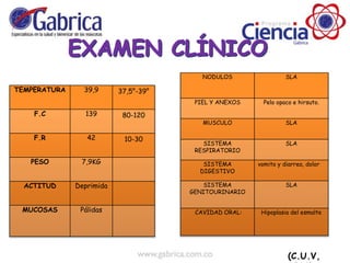 TEMPERATURA 39,9 37,5°-39°
F.C 139 80-120
F.R 42 10-30
PESO 7,9KG
ACTITUD Deprimida
MUCOSAS Pálidas
NODULOS SLA
PIEL Y ANEXOS Pelo opaco e hirsuto.
MUSCULO SLA
SISTEMA
RESPIRATORIO
SLA
SISTEMA
DIGESTIVO
vomito y diarrea, dolor
SISTEMA
GENITOURINARIO
SLA
CAVIDAD ORAL: Hipoplasia del esmalte
(C.U.V,
 