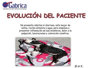 No presenta vómitos ni diarreas, esta mejor de
animo, recibe alimento y agua, pero empieza a
presentar inflamación de sus miembros, dolor a la
palpación, laceraciones y coloración cianótica.
(C.U.V,
 