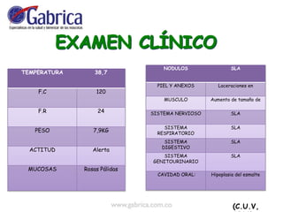 TEMPERATURA 38,7
F.C 120
F.R 24
PESO 7,9KG
ACTITUD Alerta
MUCOSAS Rosas Pálidas
NODULOS SLA
PIEL Y ANEXOS Laceraciones en
MUSCULO Aumento de tamaño de
SISTEMA NERVIOSO SLA
SISTEMA
RESPIRATORIO
SLA
SISTEMA
DIGESTIVO
SLA
SISTEMA
GENITOURINARIO
SLA
CAVIDAD ORAL: Hipoplasia del esmalte
(C.U.V,
 