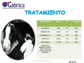 MEDICAMENTO DOSIS VIA FRECUENC
IA
GLICOPAN 3,5ml P.O BID
HEMOLITAN 0,7ml P.O BID
VITAMINA C, E 1 TAB. P.O BID
CANATOX 0,4ml P.O BID
CEFALEXINA ¼ TAB P.O BID
LIMPIEZAS
(ORENDA,SABILA,
CRISTALES DE
SABILA, AZUCAR
MORENA)
(C.U.V,
 