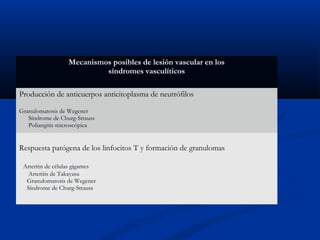Mecanismos posibles de lesión vascular en los
síndromes vasculíticos
Producción de anticuerpos anticitoplasma de neutrófilos
Granulomatosis de Wegener
Síndrome de Churg-Strauss
Poliangitis microscópica
Respuesta patógena de los linfocitos T y formación de granulomas
Arteritis de células gigantes
Arteritis de Takayasu
Granulomatosis de Wegener
Síndrome de Churg-Strauss
 