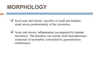 MORPHOLOGY
-  focal acute and chronic vasculitis of small­and medium-
sized arteries.predominantly of the extremities.
 Acute and chronic inflammation, accompanied by luminal
thrombosis. The thrombus can contain small microabscesses
composed of neutrophils surrounded by granulomatous
inflammation
 