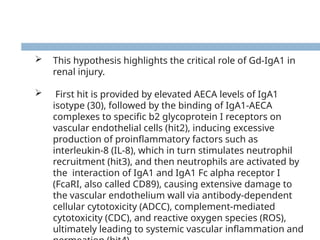  This hypothesis highlights the critical role of Gd-IgA1 in
renal injury.
 First hit is provided by elevated AECA levels of IgA1
isotype (30), followed by the binding of IgA1-AECA
complexes to specific b2 glycoprotein I receptors on
vascular endothelial cells (hit2), inducing excessive
production of proinflammatory factors such as
interleukin-8 (IL-8), which in turn stimulates neutrophil
recruitment (hit3), and then neutrophils are activated by
the interaction of IgA1 and IgA1 Fc alpha receptor I
(FcaRI, also called CD89), causing extensive damage to
the vascular endothelium wall via antibody-dependent
cellular cytotoxicity (ADCC), complement-mediated
cytotoxicity (CDC), and reactive oxygen species (ROS),
ultimately leading to systemic vascular inflammation and
 