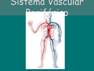 Sistema Vascular
Periférico
 