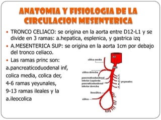 Anatomia y fisiologia de la circulacionmesentericaTRONCO CELIACO: se origina en la aorta entre D12-L1 y se divide en 3 ramas: a.hepatica, esplenica, y gastrica izqA.MESENTERICA SUP: se origina en la aorta 1cm por debajo del tronco celiaco. Las ramas princ son: a.pancreaticoduodenal inf, colica media, colica der, 4-6 ramas yeyunales, 9-13 ramas ileales y la a.ileocolica