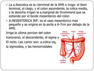 La a.ileocolica es la r.terminal de la AMS e irriga: el ileon terminal, el ciego, y el colon ascendente, la colica media, y la derecha irrigan la a.marginal de Drummond que se extiende por el borde mesenterico del colonA.MESENTERICA INF: es el vaso mesenterico mas pequeño y se origina en la aorta a 6-7cm por debajo de la AMS. Irriga la ultima porcion del colon transverso, el descendente, el sigma yEl recto. Las r.princ son: a.colica izq, la sigmoidea, y las hemorroidales