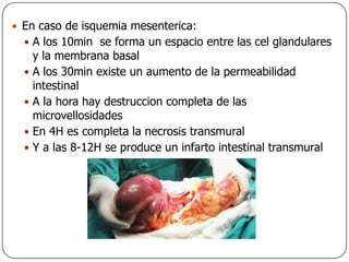 En caso de isquemia mesenterica:A los 10min  se forma un espacio entre las cel glandulares y la membrana basalA los 30min existe un aumento de la permeabilidad intestinalA la hora hay destruccion completa de las microvellosidadesEn 4H es completa la necrosis transmuralY a las 8-12H se produce un infarto intestinal transmural