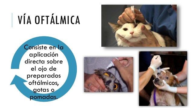Resultado de imagen para administraciÃ³n via oftÃ¡lmica en animales