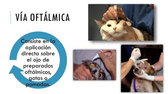 Resultado de imagen para administraciÃ³n via oftÃ¡lmica en animales