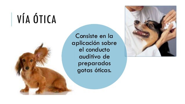 Resultado de imagen para administración via oftálmica en animales