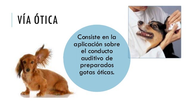 Resultado de imagen para administraciÃ³n via oftÃ¡lmica en animales