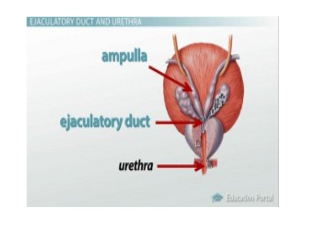 Vas deferens Seminal vesicle Ejaculatory ducts