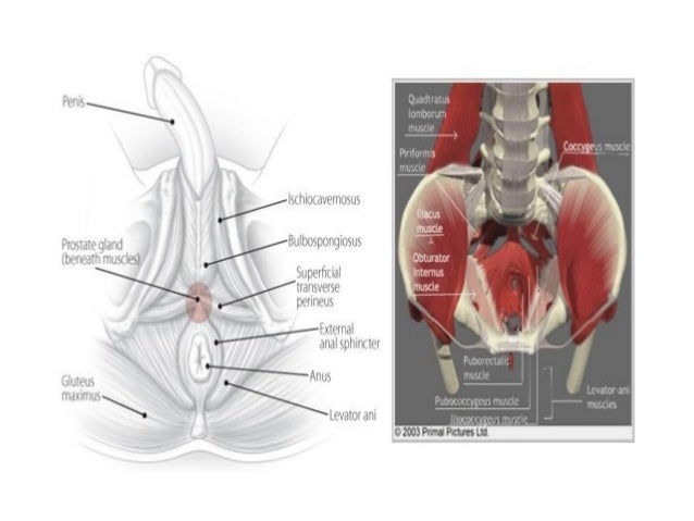 Vas deferens Seminal vesicle Ejaculatory ducts