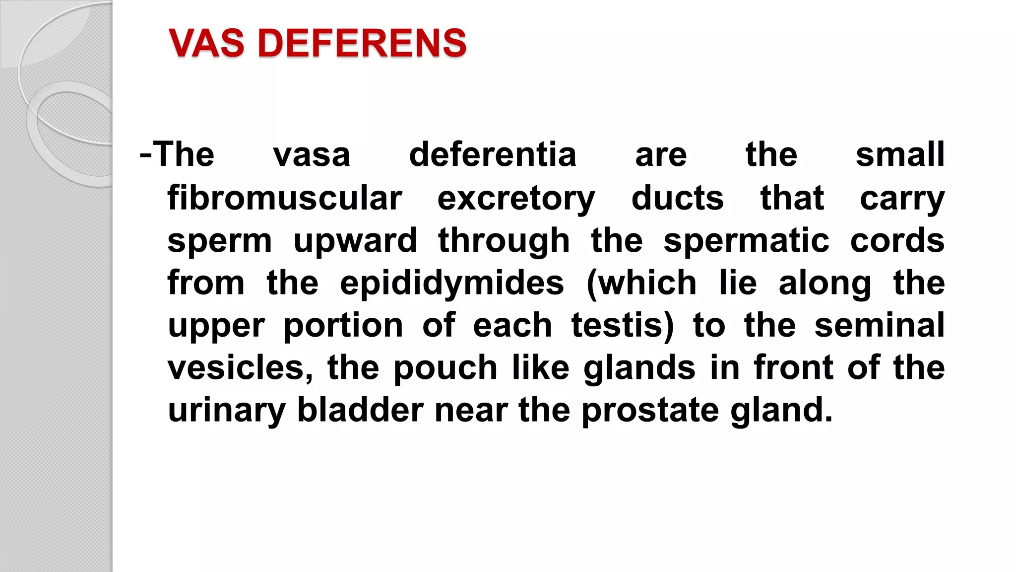 Vasectomy PPT