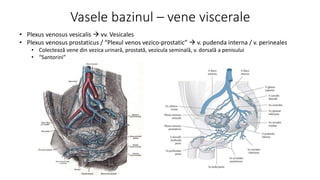 Venosus Prostaticus Vasele, limfaticele si nervii bazinului | PPT
